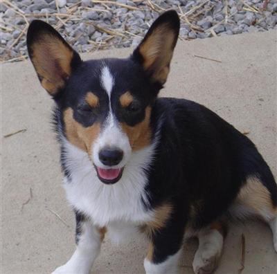 Dogs for Sale in TN